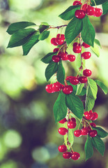 image of branch with cherries closeup