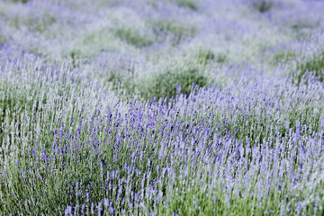 Lavender lilac flowers. Nature floral background