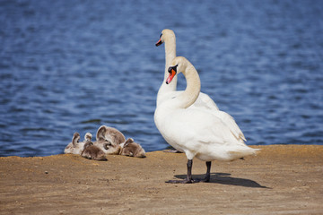 White Swan couple with nestlings.