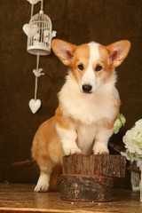 Corgi Puppy standing pretty on a log