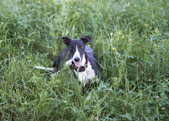 Whippet on a grass