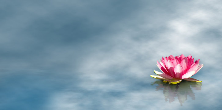 Fototapeta  image of beautiful lotus flower at the water close-up
