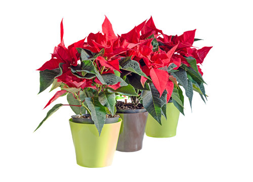 The poinsettia red flowers (Euphorbia pulcherrima), The Flower of Christmas