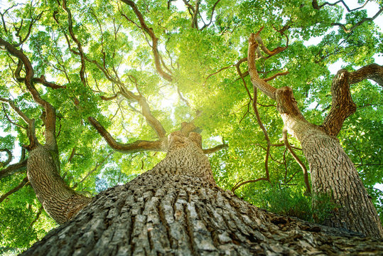 常緑樹、クスノキ、 エコロジーイメージ