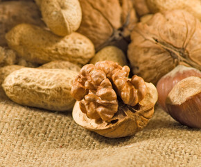 Big walnuts in a sack close-up.