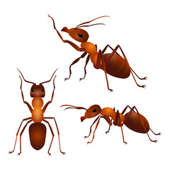 Set of ants with two antennas and six legs in different poses. Vector