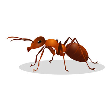 Brown ant isolated on white. Insect icon. Termite.