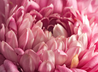 Obraz premium Image of beautiful flower asters closeup.