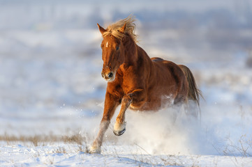 Fototapeta premium Beautiful red horse run gallop in frozy winter day