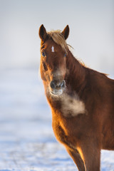 Obraz premium Portret czerwonego konia w mroźny zimowy dzień