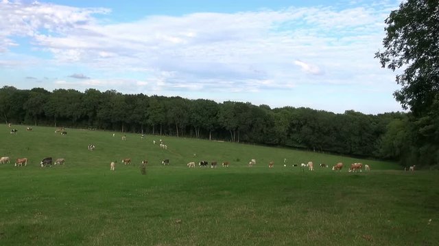 British Cattle - Time Lapse. A small herd of British cattle wander across a field. Time-lapse