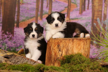 Fototapeta premium Australian shepherd puppies with purple flowers background