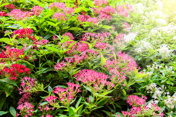 Egyptian starcluster; Starflower