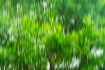 Motion Blur Bokeh Tree Background Texture