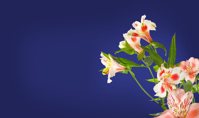  flowers on a blue background
