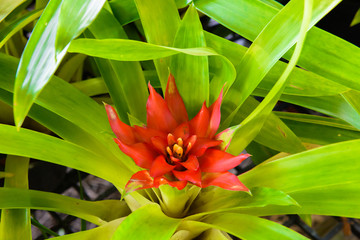 Fototapeta premium Bromeliad flower in garden