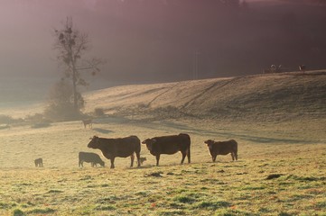 Fototapeta na wymiar Vache dans la brume.