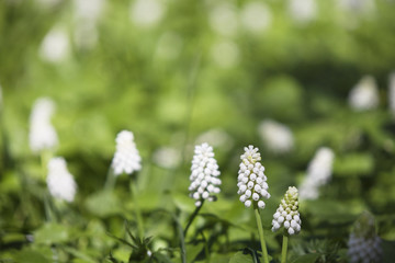 Blurrerd green background with white muscari flowers