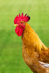 colorful rooster on green nature background