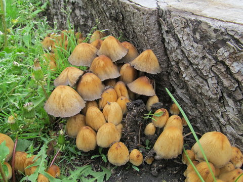 Mushrooms near the stump in forest