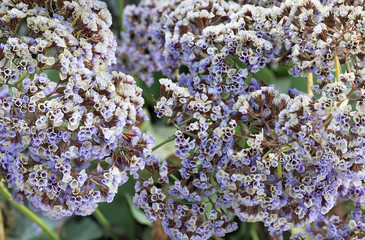 bunch of small lilac flowers