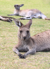 Naklejka na ściany i meble Kangaroos take a rest