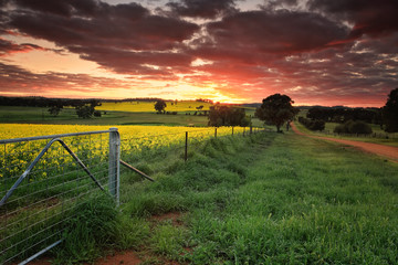 Fototapeta na wymiar Sunrise farmlands Australia