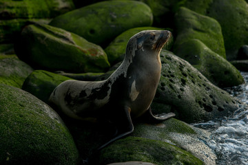 Obraz premium Sea Lion in La Jolla, California