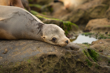 Fototapeta premium Sea Lion in La Jolla, California