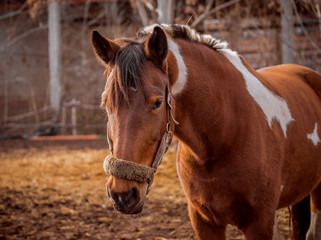 Fototapeta premium Beautiful piebald horse closeup in the walking open-air cage, nice sunny day. Horse walks on a pasture. Horse eating a hay at ranch summertime. 