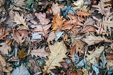 Autumn oak leaves background texture.