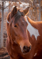 Beautiful piebald horse closeup in the walking open-air cage, nice sunny day. Horse walks on a pasture. Horse eating a hay at ranch summertime. 
