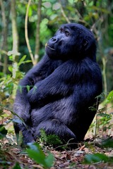 Endangered eastern gorilla in the beauty of african jungle, silverback and family, Gorilla beringei, Democratic Republic of Congo, rare african wildlife