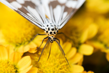 Black and white moth on yellow flowers