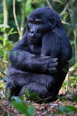 Endangered eastern gorilla in the beauty of african jungle, silverback and family, Gorilla beringei, Democratic Republic of Congo, rare african wildlife