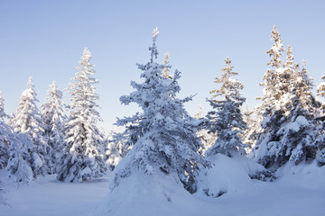 Winter forest. Snow covered spruces.