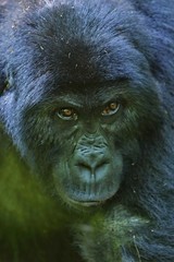 Endangered eastern gorilla in the beauty of african jungle, silverback and family, Gorilla beringei, Democratic Republic of Congo, rare african wildlife