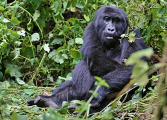 Endangered eastern gorilla in the beauty of african jungle, silverback and family, Gorilla beringei, Democratic Republic of Congo, rare african wildlife