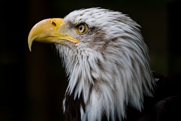 America Bald Eagle Profile Portrait