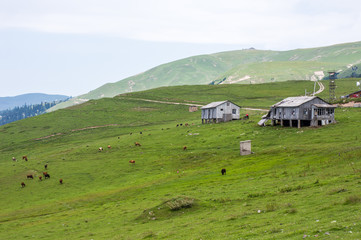 Traditional wooden houses near the Goderdzi Pass in Adjara, Georgia