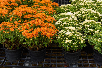Colorful Zinnia Flower