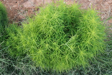 Gardens and parks suitable for filming session or background to video