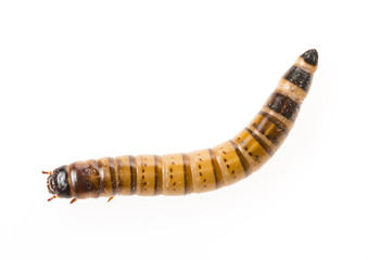 Zophobas atratus/ morio - meal worm isolated on white