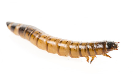 Zophobas atratus/ morio - meal worm isolated on white