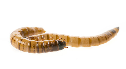 Zophobas atratus/ morio - meal worm isolated on white
