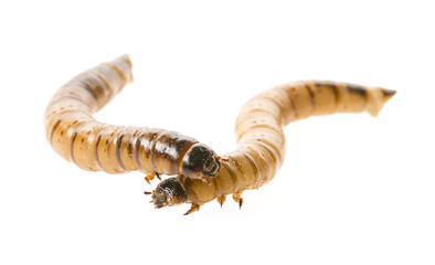 Zophobas atratus/ morio - meal worm isolated on white