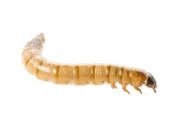 Zophobas atratus/ morio - meal worm isolated on white