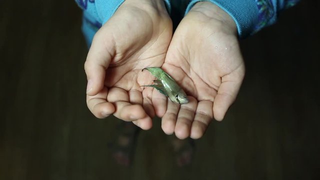 Sad child holding in hands his pet aquarium fish killed by another fish in fight. Real time full hd video footage.