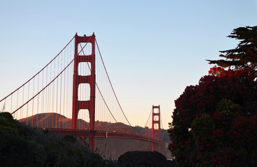 Close up view of Golden Gate bridge behind Red Flowers  at sunset on a cold wet summer day