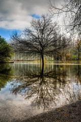 Fototapeta na wymiar Tree reflecting in water after flood